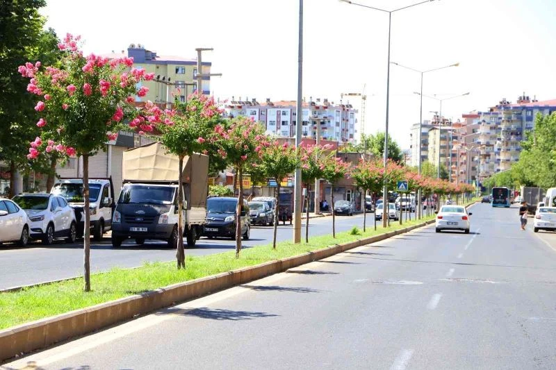 Diyarbakır’da caddelere 2 bin Oya ağacı dikildi

