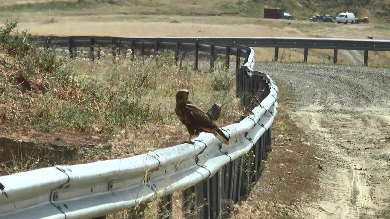 İki şahinin gökyüzündeki dansı kameralara yansıdı
