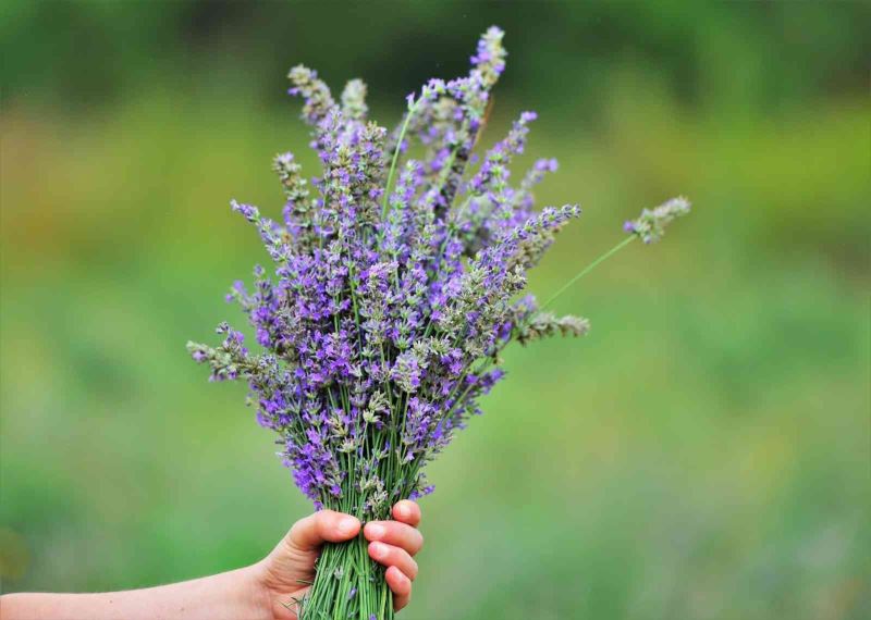 Çöplükten dönüştürülen tarlada ’lavanta’ hasadı
