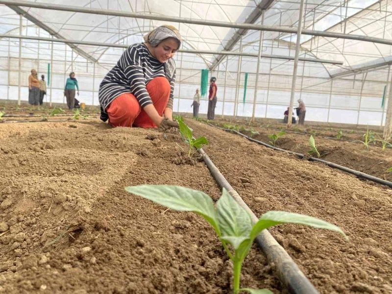 Tamamı ihraç edilen Kaliforniya biber fideleri toprakla buluştu
