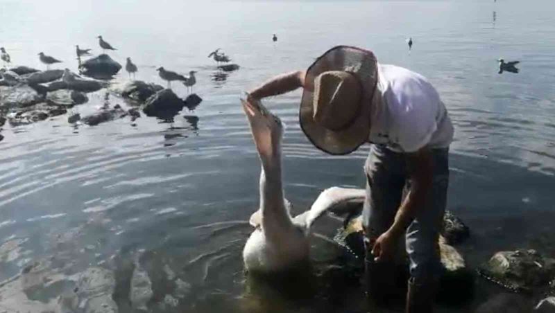 Çıldırlı balıkçı pelikanları eliyle besliyor
