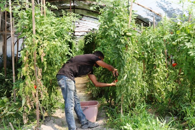 Belediye serasında haftada 1 ton hasat yapıldı
