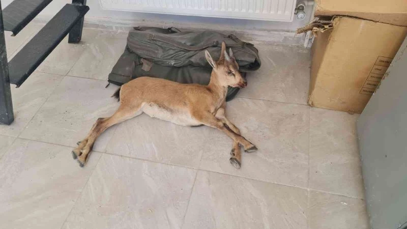 Yaralı dağ keçisine jandarmadan şefkat eli
