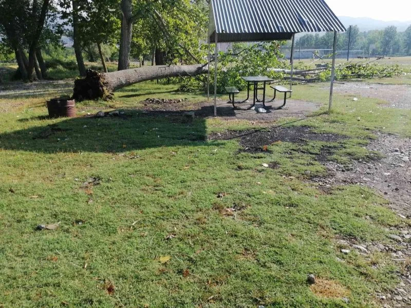 Çorum’da fırtına ağaçları kökünden söktü
