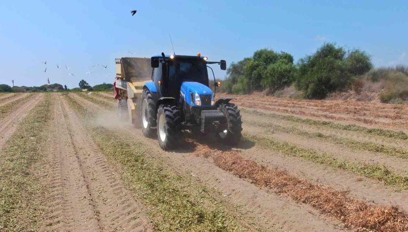 Yer fıstığında hasat zamanı: Kilosu 24 lira
