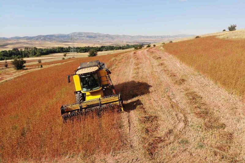 Gümüşhane karabuğdayın başkenti olma yolunda ilerliyor
