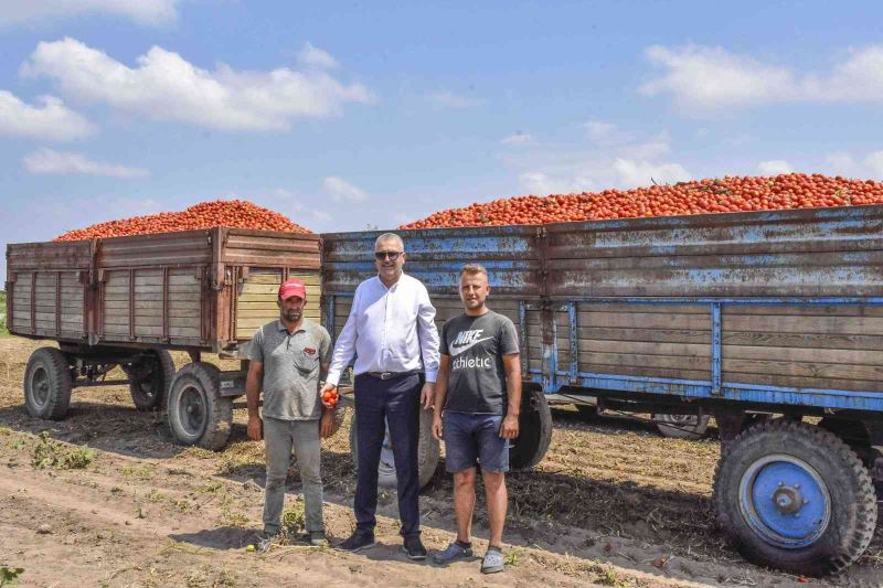 Türkiye’nin salçalık domatesinin yüzde 40’ını karşılayan Karacabey’de hasat başladı
