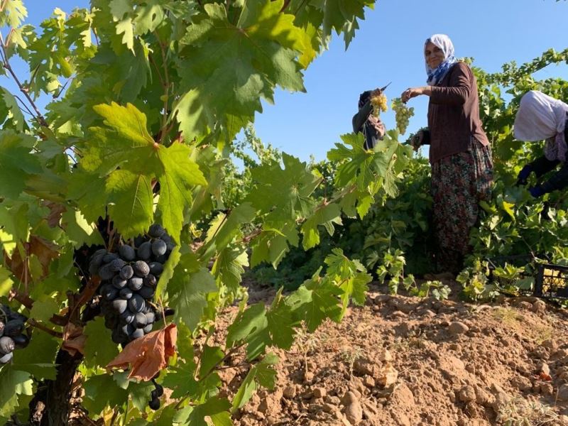 Antep karası üzümünde hasat zamanı
