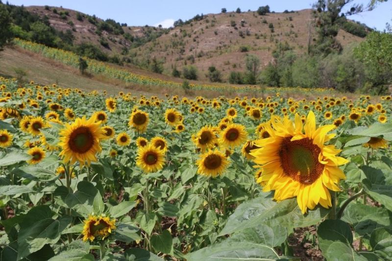 Fındık diyarı Ordu’da ayçiçeği üretiliyor
