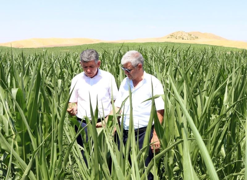 İkinci ürün olarak silajlık mısır alanları genişletiyor
