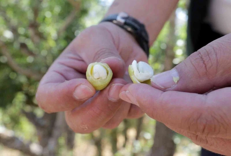 Bıttım ağaçlarına aşılanan fıstık mahallenin geçim kaynağı oluyor
