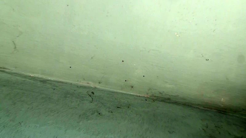 İstanbul’da bir binayı yüzlerce kene istila etti
