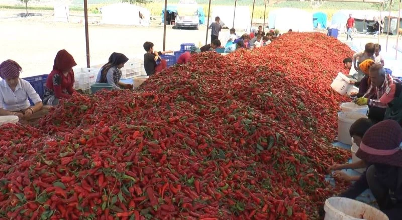 Ekmeklerini acıdan çıkartıyorlar
