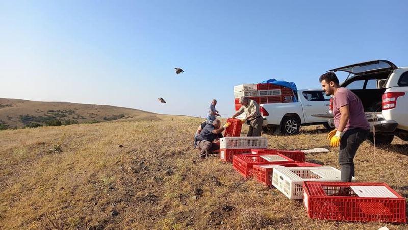 Kırıkkale’de bin kınalı keklik doğaya salındı
