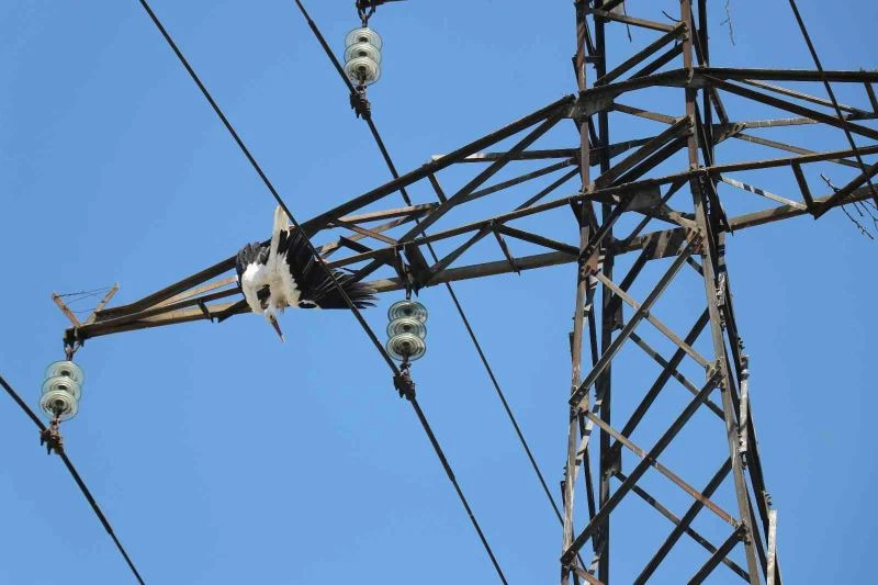 Yavru leylek, yuvasının bulunduğu elektrik direğinde telef oldu
