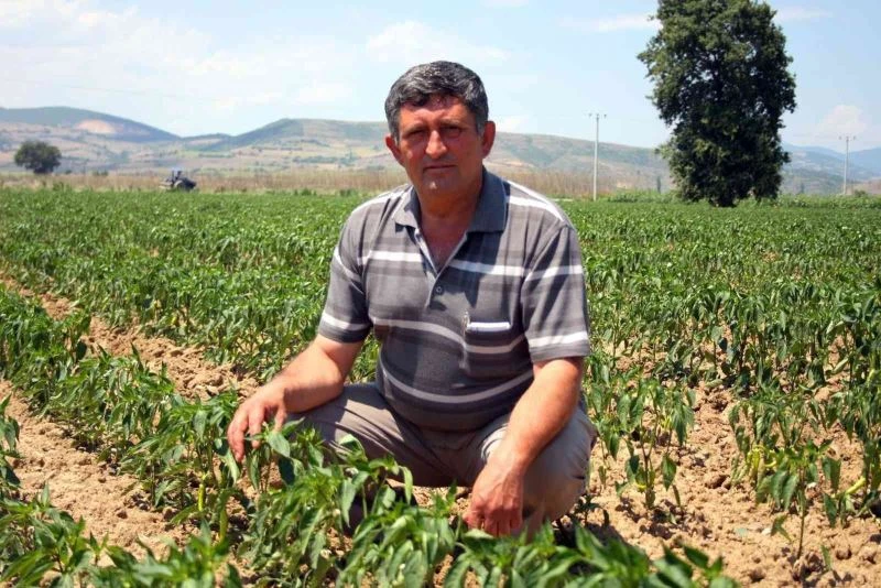 Adına festivaller düzenlenen biber fiyatı ile üreticiyi sevindirdi
