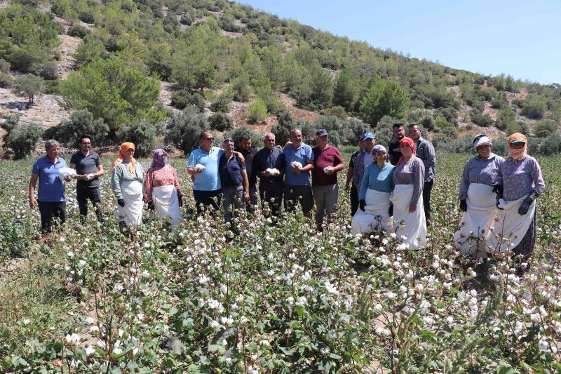 Türkiye’nin ilk pamuk hasadı Söke’den
