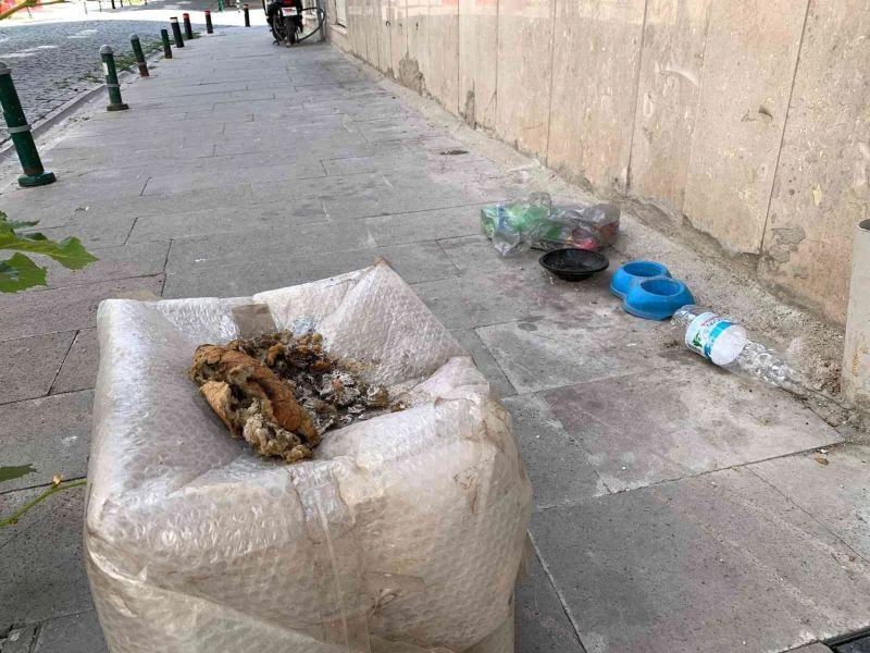 Sokak hayvanları için gelişigüzel bırakılan yiyecek artıkları ‘Pes’ dedirtti
