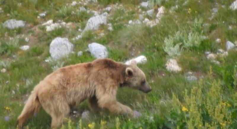 Otomobilin camını kıran ayı araç içerisinde bırakılan yiyeceklerle karnını doyurdu
