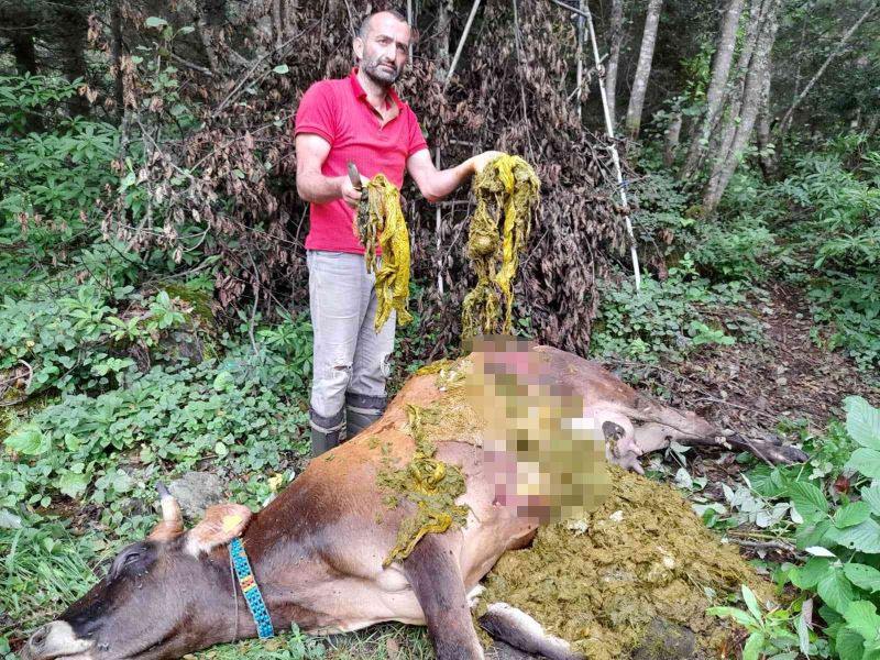 Doğaya bırakılan çöpler bir ineğin ölümüne neden oldu
