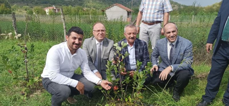 Zonguldak’ta aronya meyvesinin hasadı gerçekleştirildi
