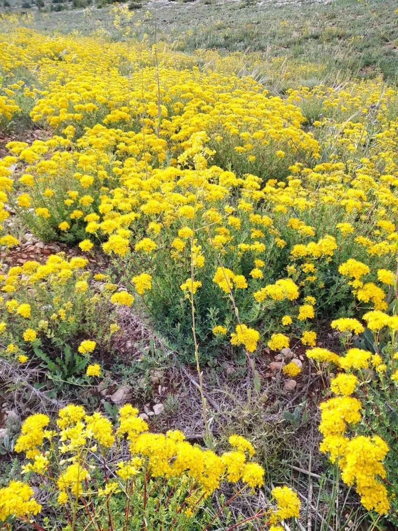 Büyükçekmece’de 50 dönümlük arazide şifalı bitkiler
