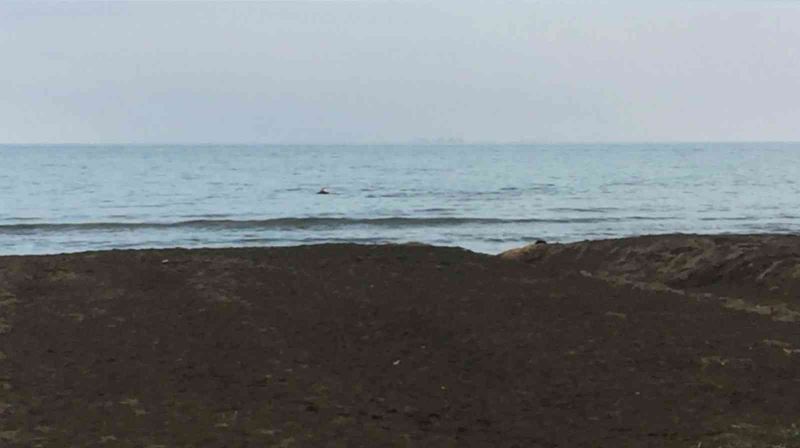 Ordu’da yunuslar görüntülendi
