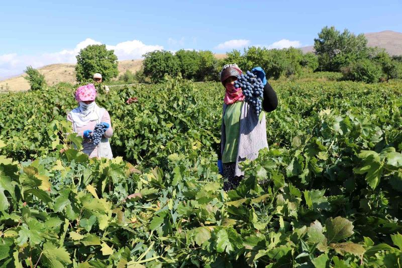 Tescilli Cimin üzümünde hasat zamanı
