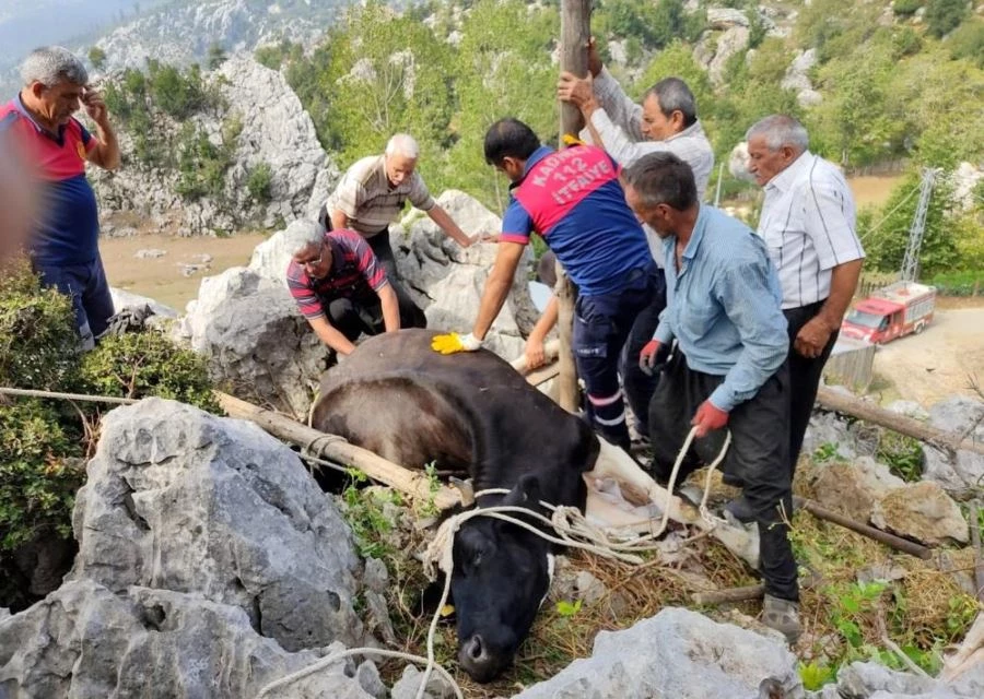 Otlanırken kayaların arasına düşen ineği itfaiye kurtardı.