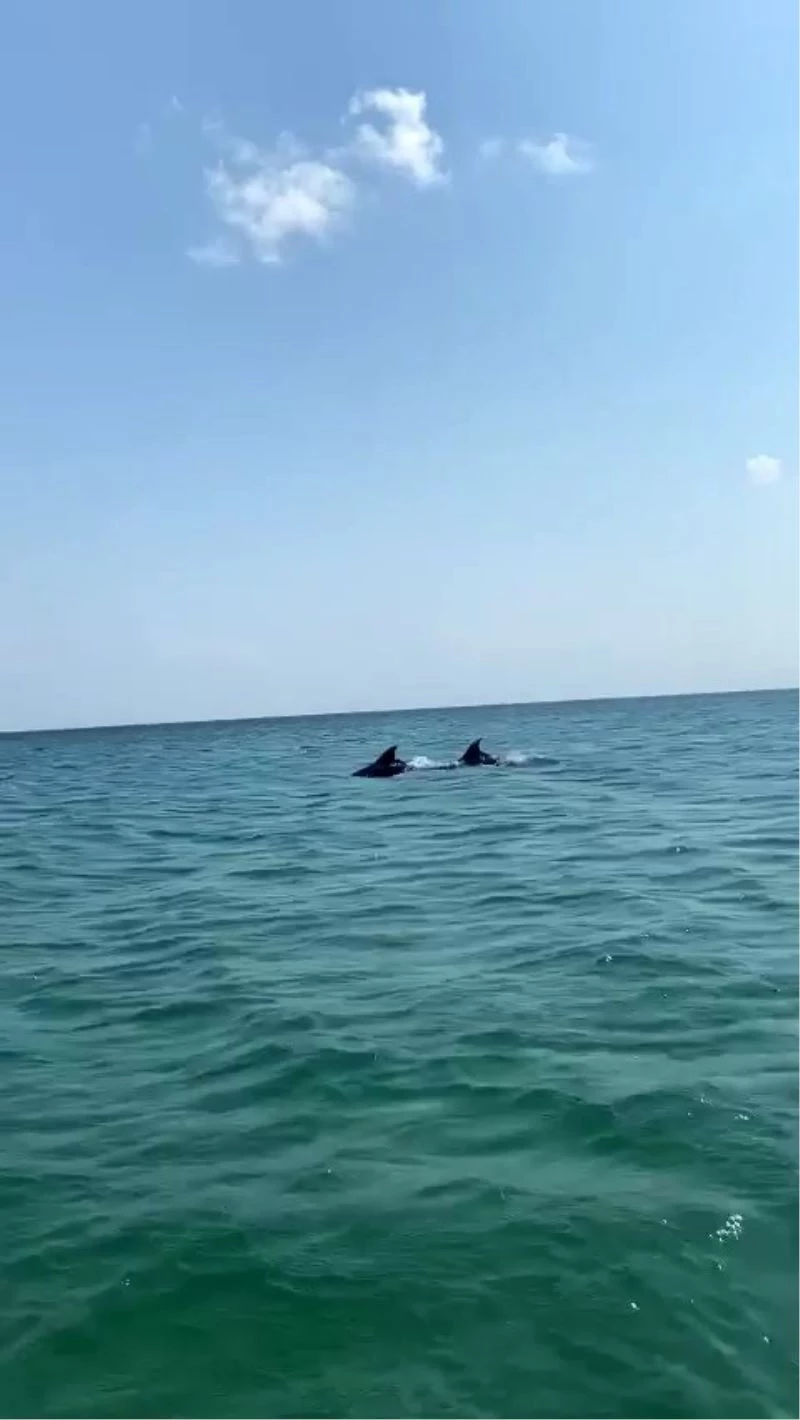 Silivri sahilinde yunus balıkları görüldü
