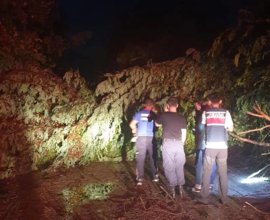  Şiddetli rüzgarda ağaçlar yola devrildi