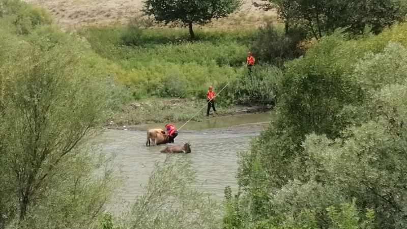 Erzincan’da nehirdeki çamura batan iki ineği AFAD kurtardı
