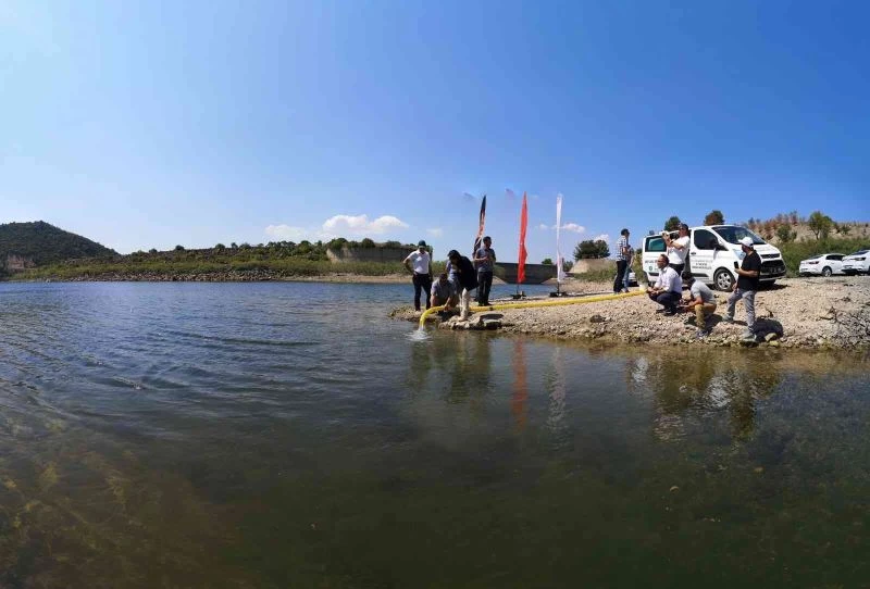 Çanakkale’de baraj ve göletlere 1 buçuk milyon sazan balığı yavrusu bırakıldı
