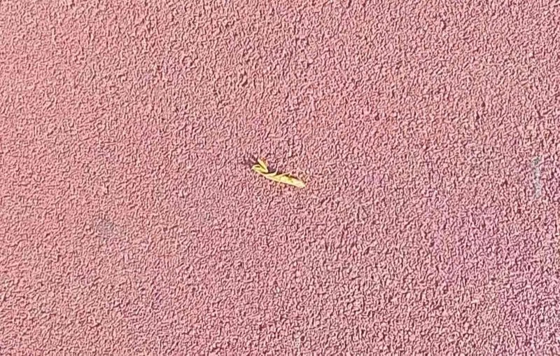 Karınca azmiyle dikkat çekti
