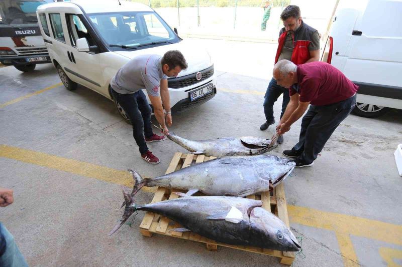Muğla’da avlanması yasak olan 3 adet mavi yüzgeçli orkinos balığı ele geçirildi
