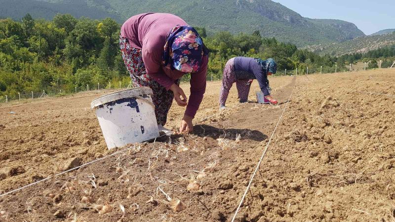 100 bin TL’den satılması beklenen safranın soğanları toprakla buluştu
