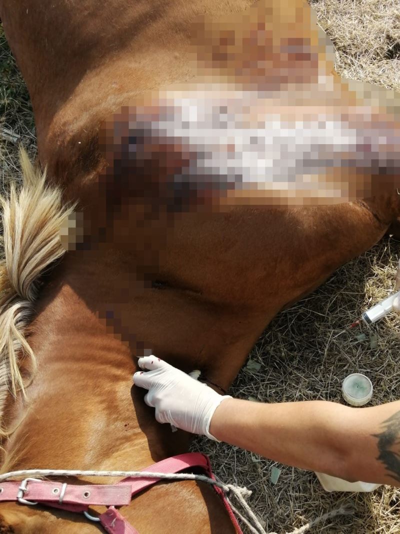 Kırkağaç’ta fayton atları öldürüldü
