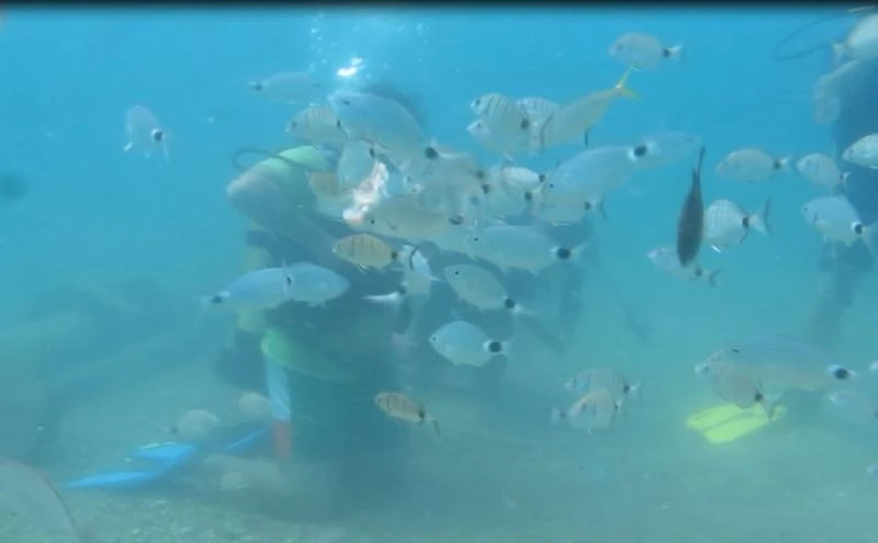 Bakanlığın av yasağı kararı, Akdeniz’de meyvelerini verdi

