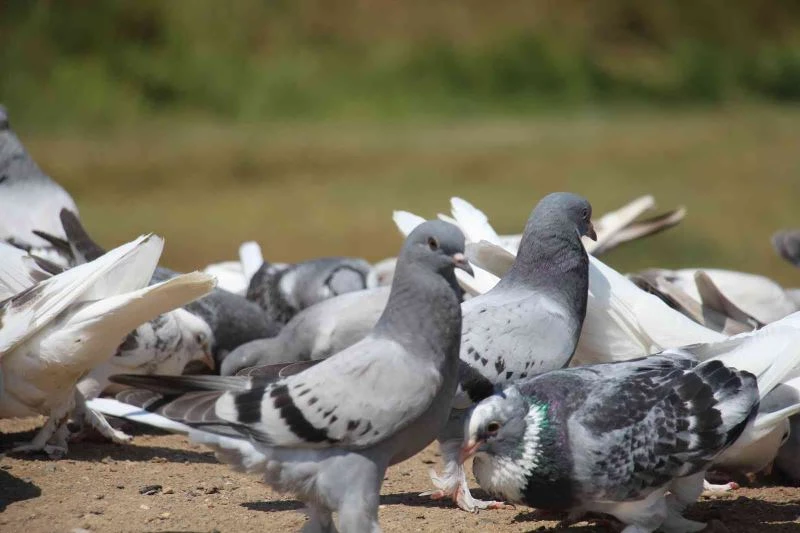 Sivas güvercini tescillenme yolunda, sona yaklaşıldı
