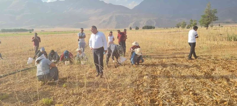 Coğrafi işaretli Tunceli sarımsağının ilk hasadı yapıldı
