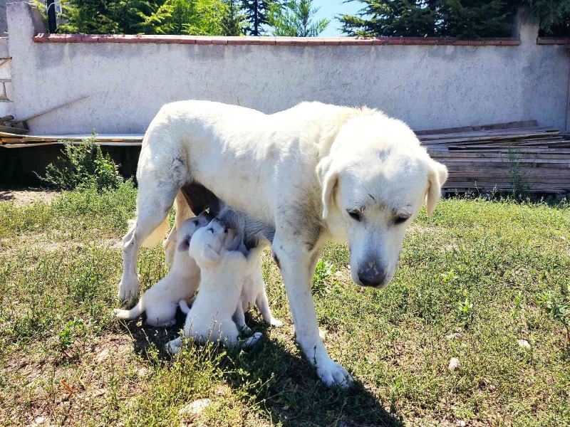  Anne Akbaş’tan yürek ısıtan görüntüler
