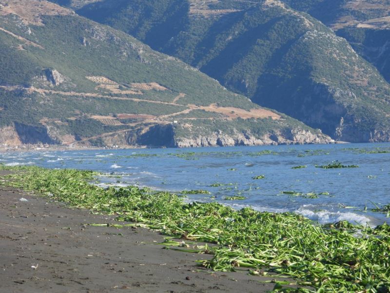 Hatay’da su sümbülleri, Samandağ sahiline yayıldı