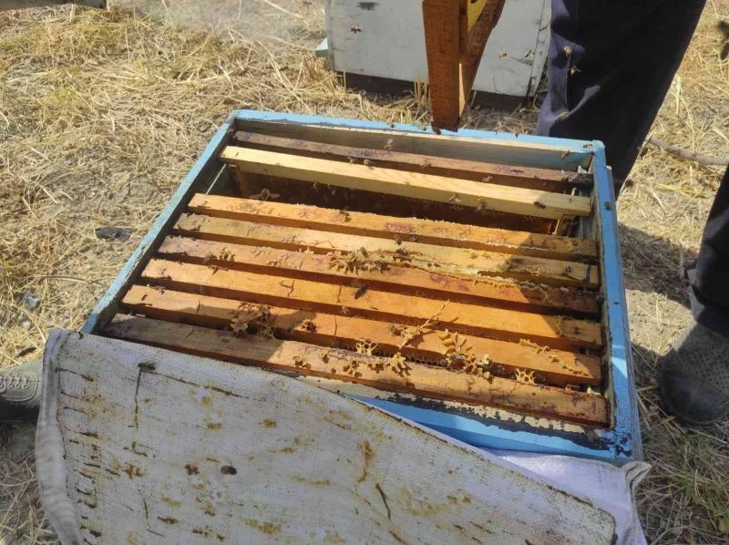 Tüketilen ballara dikkat, kimyasal madde içerebilir
