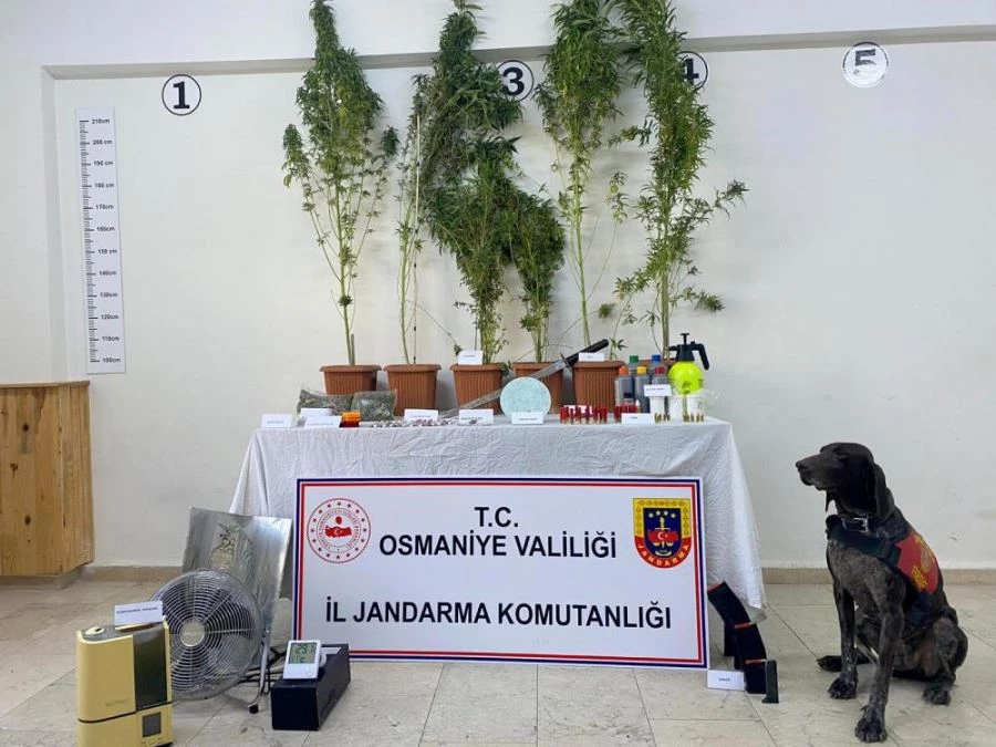 Bez kıyafet dolabında kenevir yetiştiren zanlı tutuklandı