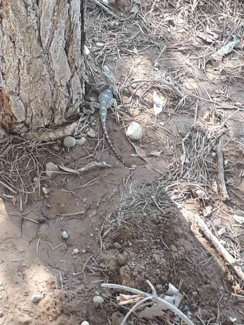 Kahramanmaraş’ta çöl varanı görüldü