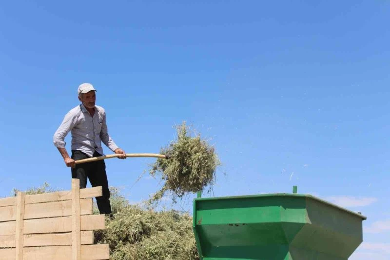 Görsel şölen sunan mor tarlalarda hasat başladı
