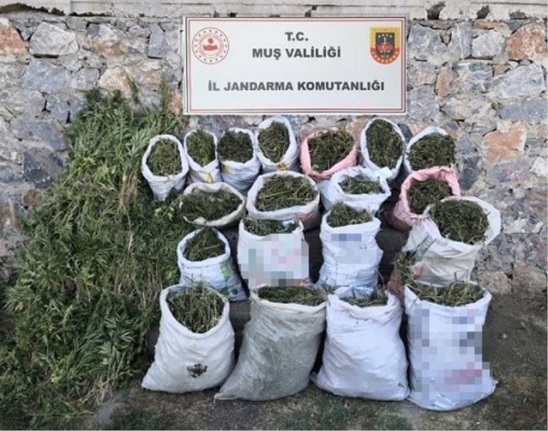 Muş’ta 184 kilogram kubar esrar ve 6 bin 338 kök kenevir bitkisi ele geçirildi
