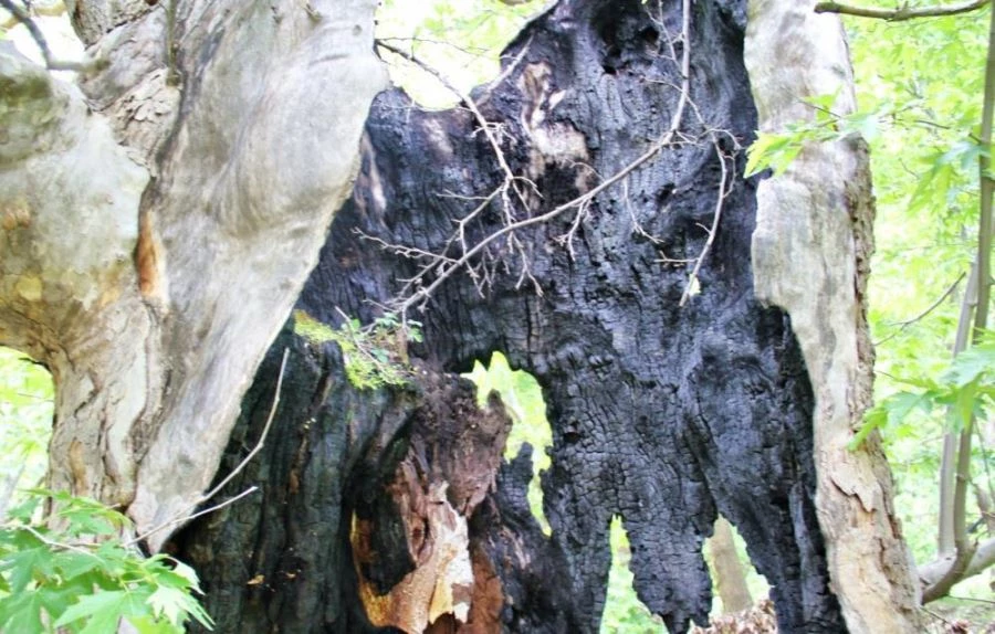 Yıldırım düşen 600 yıllık çınar ağacı yıllara meydan okuyor