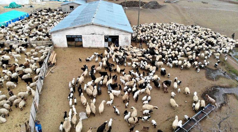 Karakuş: “Küçükbaş hayvancılık sektörü zarar ediyor”
