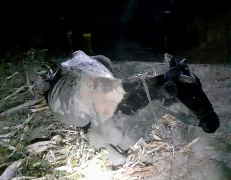 Çamura saplanan ineğin yardımına itfaiye yetişti
